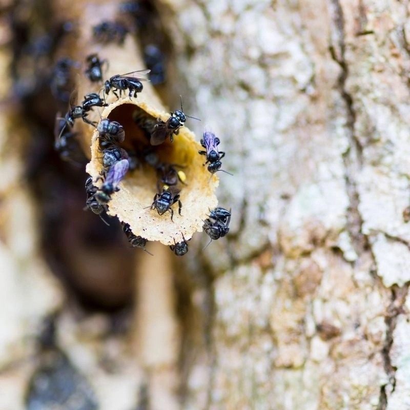 Đặc sản nghe tên "ngượng đỏ mặt", giá lên tới cả triệu đồng/lít